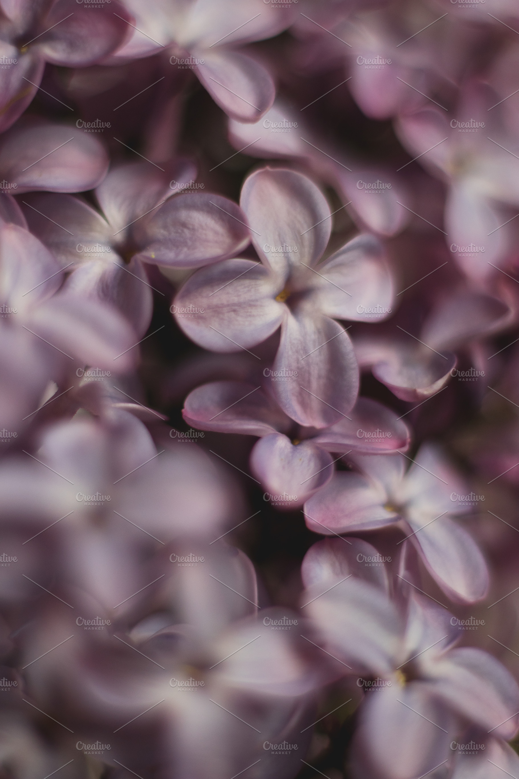 Lilac flowers blooming in spring stock photo containing lilac and flowers, a Nature Photo by René Jordaan Photography