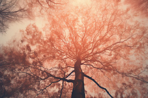 Blurred, mystical, natural background of trees. Bottom view, an Abstract Photo by Natalia Klenova's Shop