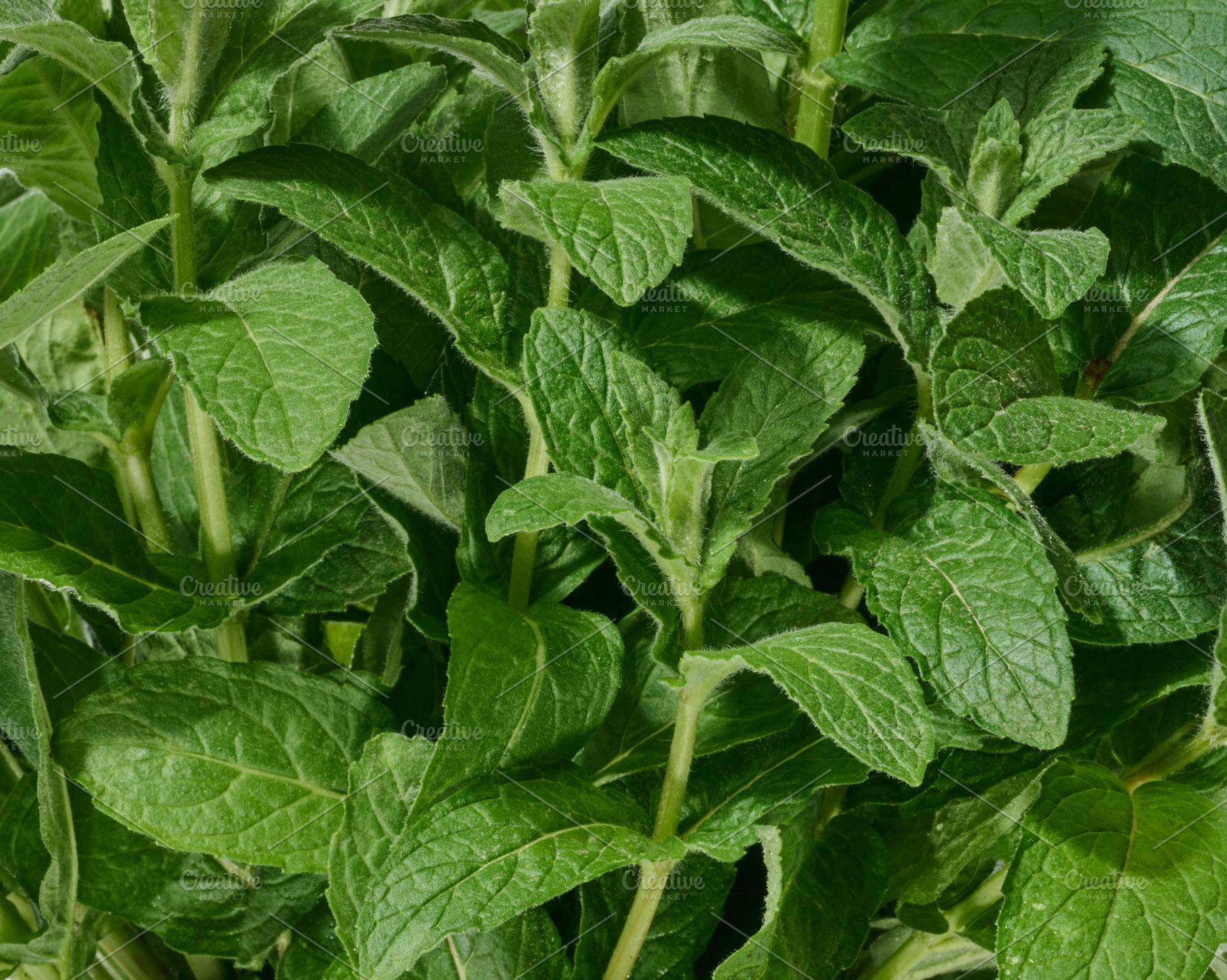 A close-up view of fresh green mint leaves. Lush, vibrant, and h, a Food & Drink Photo by ndanko