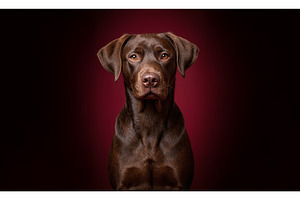 Chesapeake Bay Retriever dog, an Animal Photo by MadPhotos