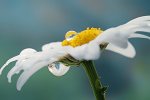 White daisy stock photo containing daisy and drop
