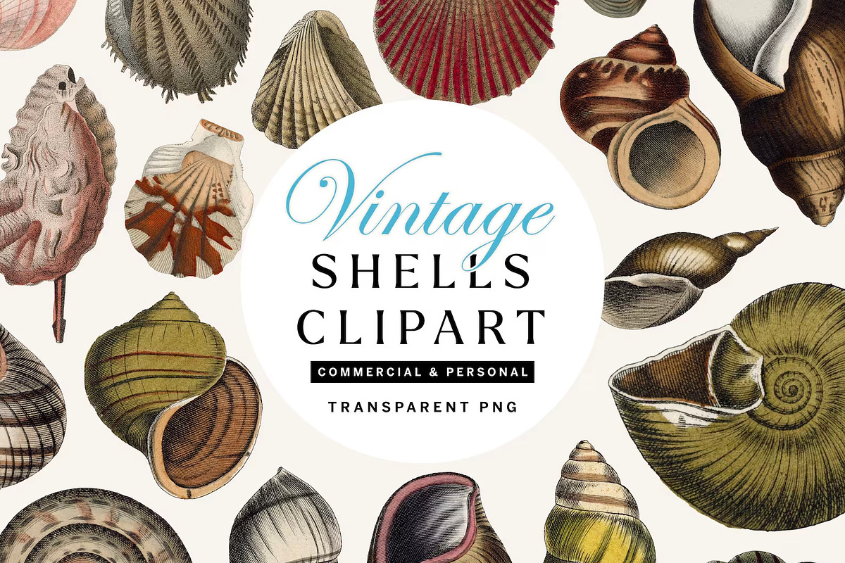 20 Vintage Shell Illustrations No.1, an Object Illustration by Century ...