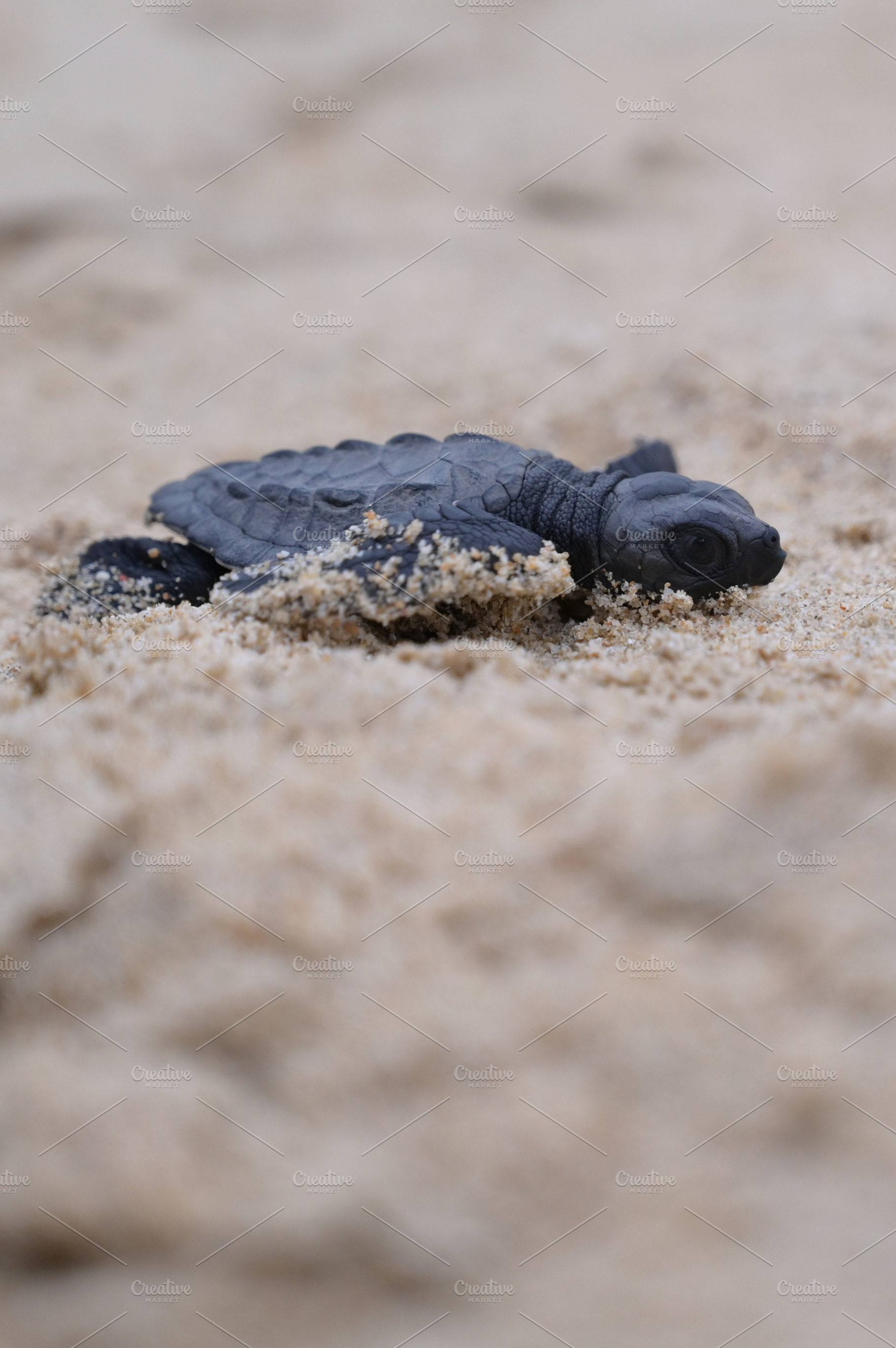 Release of baby turtles Olive Ridley, an Animal Photo by Riza Azhari