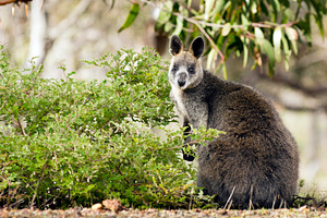 Wallaby, an Animal Photo by THP Creative