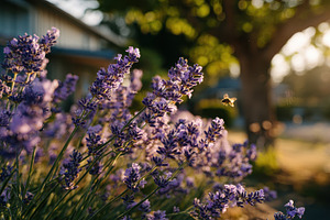 Lavender flowers bee sunset garden, a Photo by Pixeness Studio