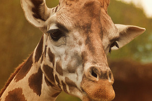 Giraffe pose II