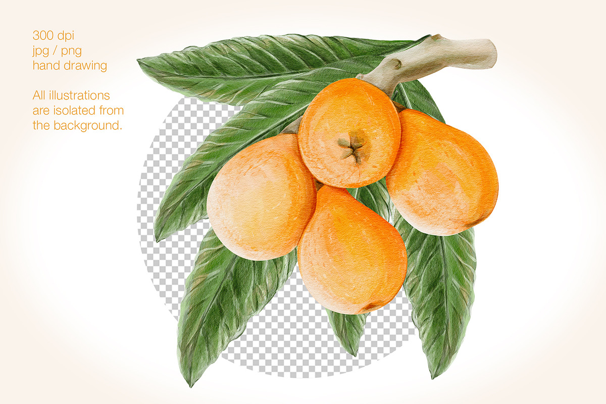 Loquat watercolor clip art, an Illustration by Alena Sid (Photo 3 of 15)