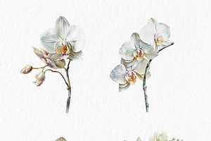 White Orchids Watercolor Clipart PNG