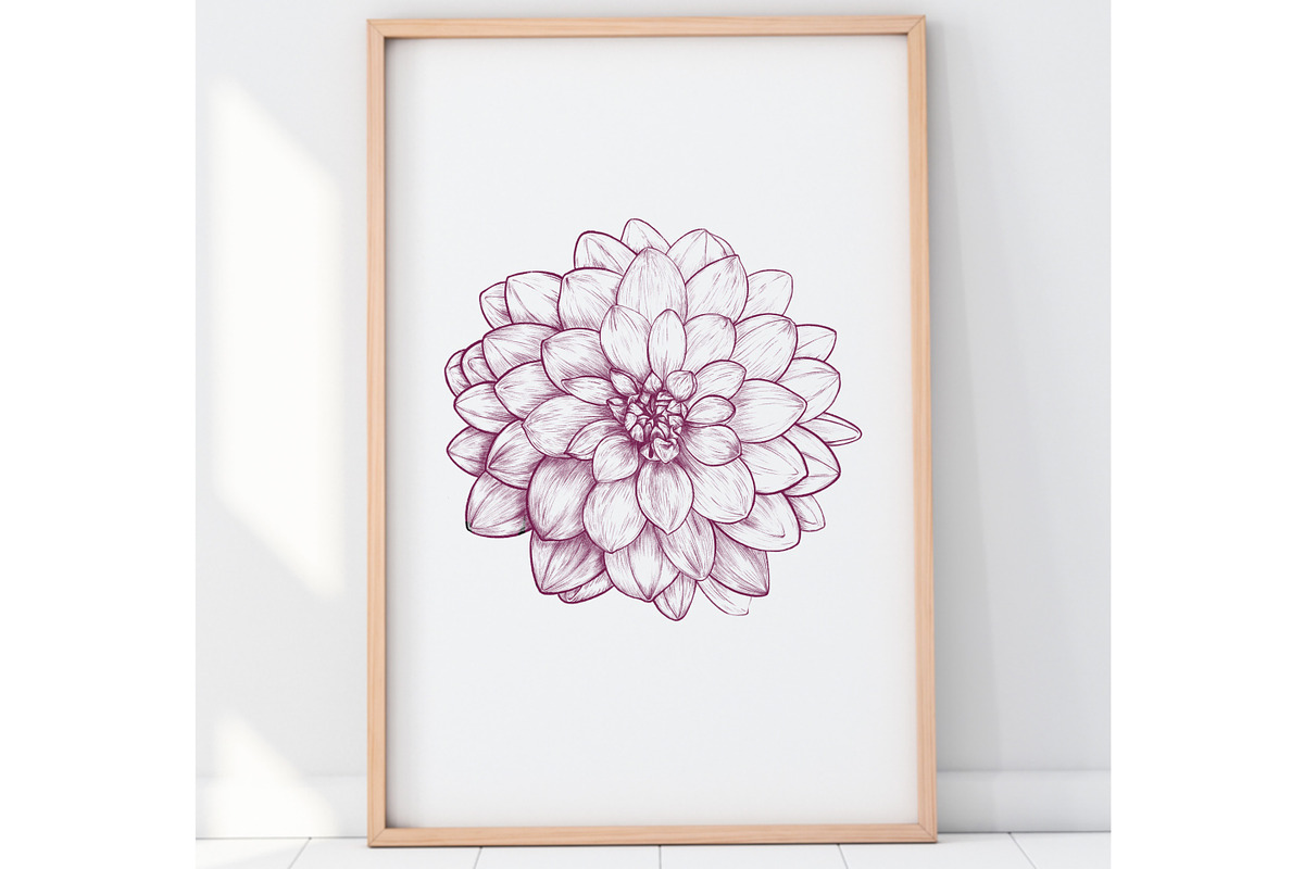 Drawing of DAHLIA Flower Line Art, a Decorative Illustration by Sense Library (Photo 5 of 5)
