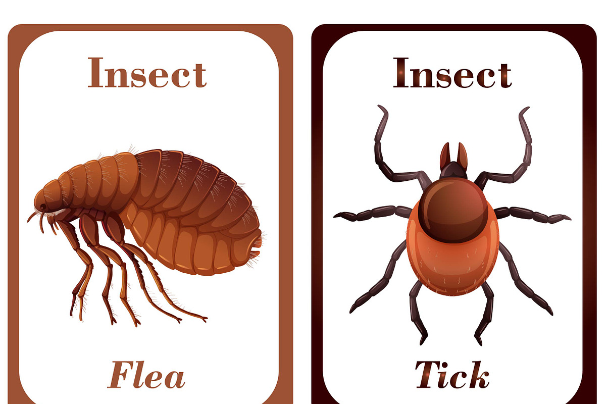 Insects Flash Cards for Kids, a Card Template by DigitalsDesigns (Photo 3 of 5)