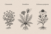 30 Medicinal Herbs & Plants, a Decorative Illustration by Gonez Studio (Thumbnail 4 of 19)