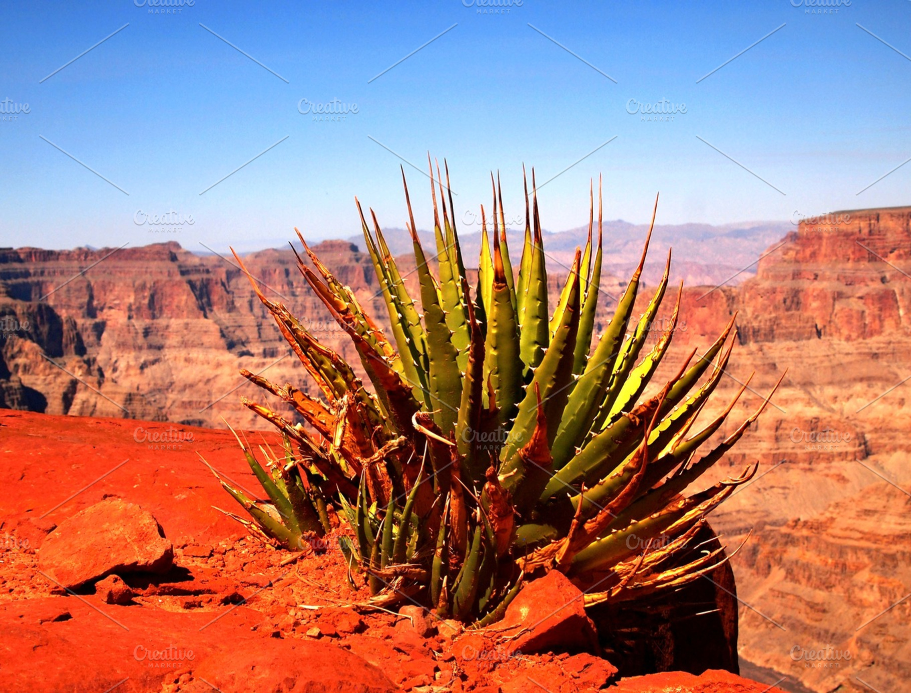 Agave In Grand Canyon