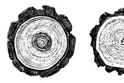 Woodlog Vector Template [ii], a Background Graphic by 103cia (Thumbnail 2 of 3)