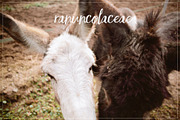 29 Lightroom Presets OH HAPPY DAYS!, an Action Add-On by Les Hirondelles Ph (Thumbnail 3 of 11)