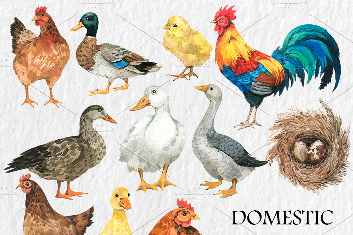 Watercolor Farm animals clipart, PNG, an Animal Illustration by PatternPalette (Photo 4 of 5)