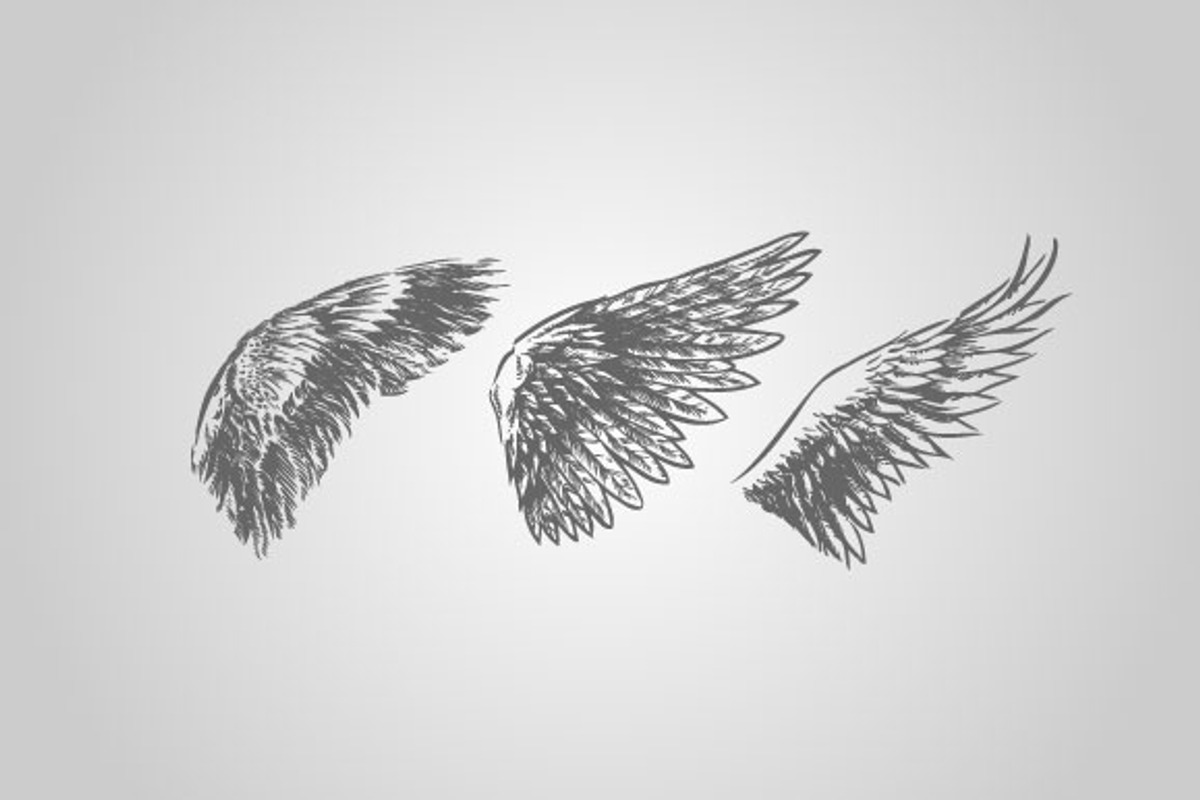 15 Wing Illustrations (Vector), an Animal Illustration by BIOWORKZ (Photo 5 of 5)