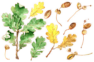 Oak. Watercolor Illustration