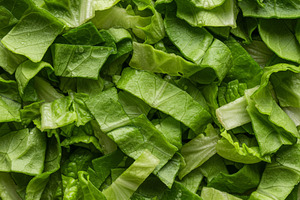 Chopped fresh iceberg lettuce leaves, a Food & Drink Photo by professorinc