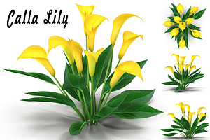 Calla Lily Yellow