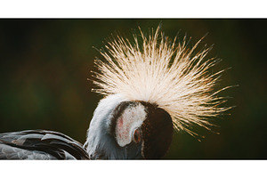 Close-Up of Graceful Crane, an Animal Photo by Our Amazing World