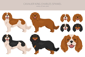 Cavalier King Charles Spaniel