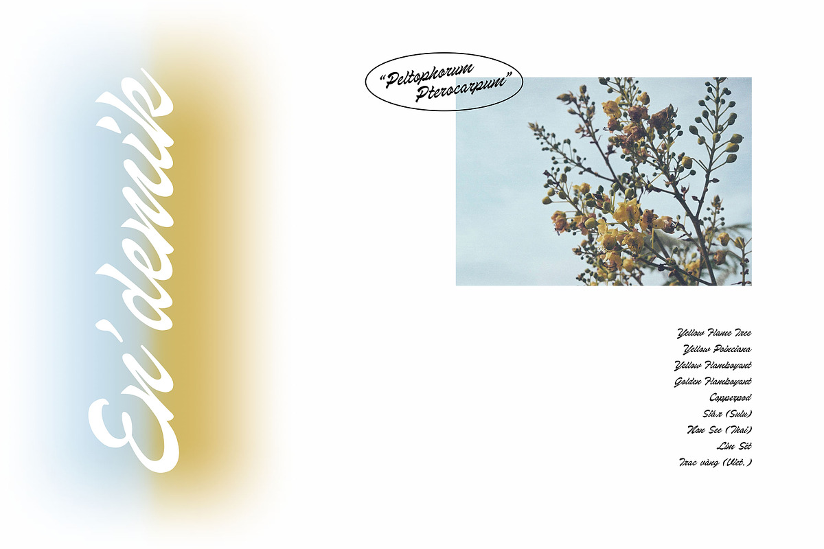 Dosescript - A classic script, a Script Font by Brainware Graphic (Photo 12 of 13)