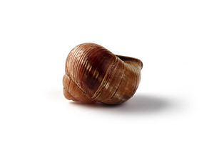 Close-up of a single brown snail shell on a clean white backgrou, a Food & Drink Photo by Ales Munt