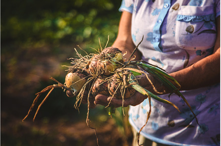 An old woman harvests onions in the, a Food & Drink Photo by yanadjana