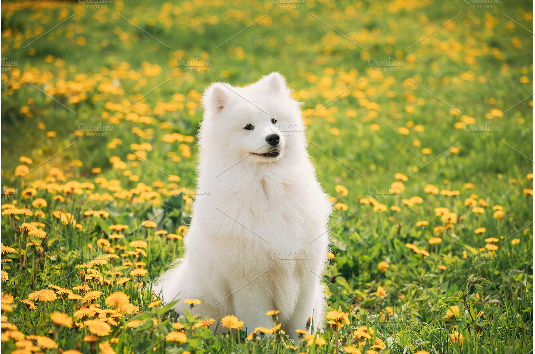 Funny Young Happy Smiling White, an Animal Photo by Our Amazing World