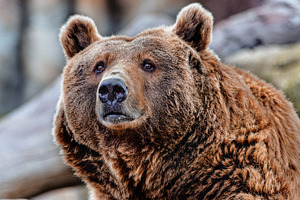 Portrait of a brown bear with a fixe, an Animal Photo by Perpis