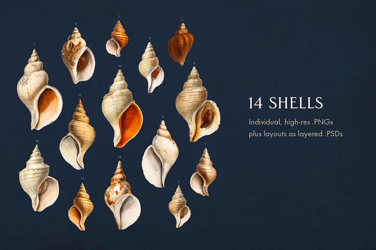 60 Vintage Marine Creatures, an Illustration by The Object Atlas (Photo 5 of 8)