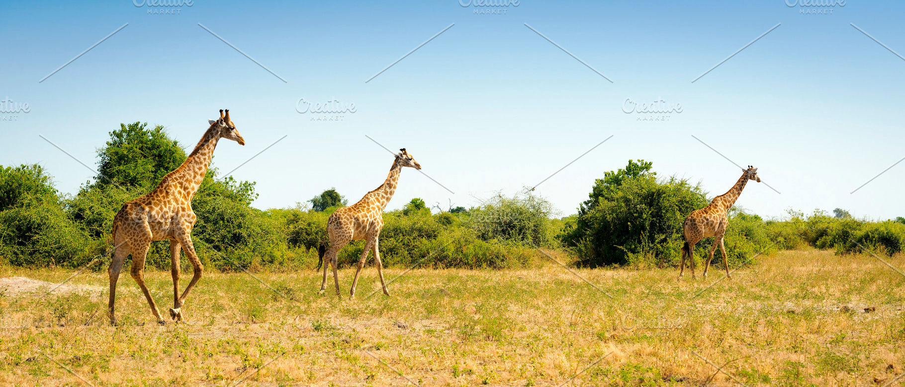 Herd of Giraffes in Africa, an Animal Photo by THP Creative