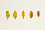 BUNDLE - Dry Flowers & Leaves, an Object Graphic by Sparrow & Snow (Thumbnail 21 of 28)