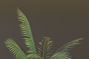 A small palm bush, a Plants & Tree 3D Model by FuturePastCreatives (Thumbnail 5 of 5)