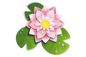 Flowering of a beautiful lotus
