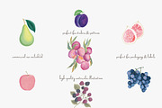 Fruit watercolor clipart set, a Decorative Illustration by Patishop Art (Thumbnail 2 of 7)