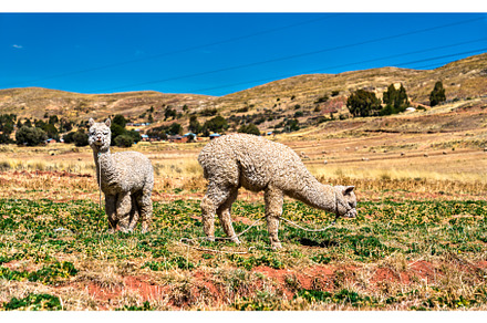 Alpacas near Lake Titicaca in Peru, an Animal Photo by Leonid Andronov