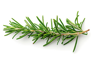 Rosemary twig isolated on white background, a Food & Drink Photo by AlyaAnd
