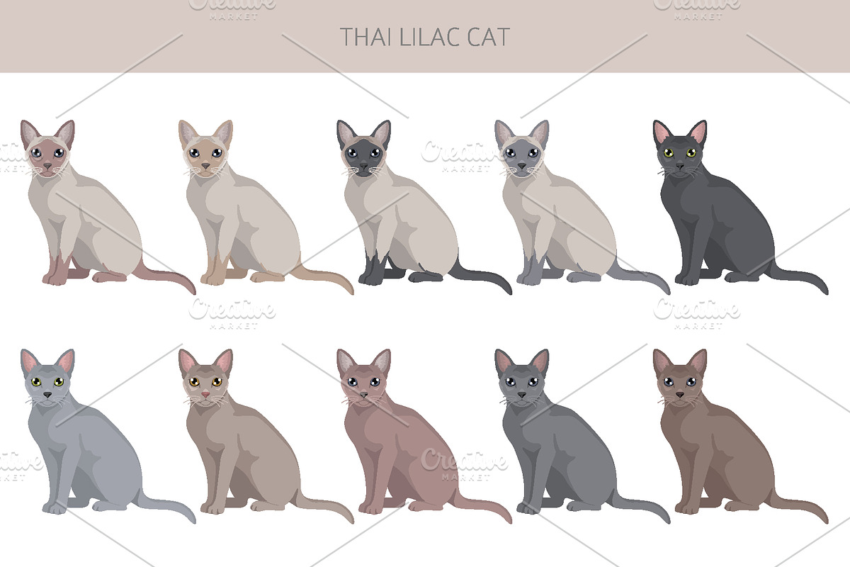 Thai Lilac cat, an Animal Illustration by pet design shop (Photo 3 of 6)