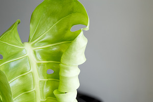 New monstera leaf with fresh green color and natural texture. Caring for housep, a Photo by matucha