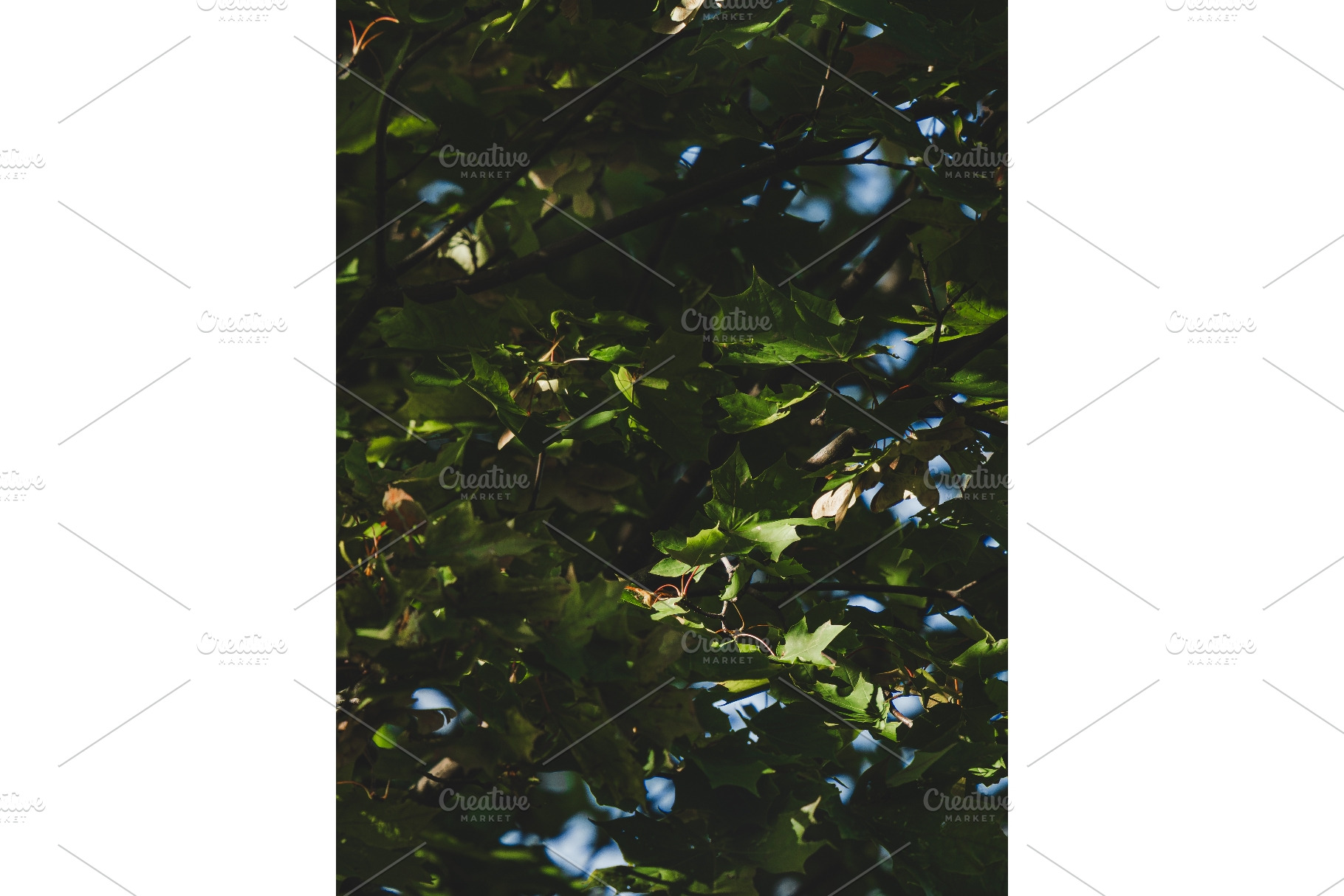Dark moody maple leaves texture with, a Nature Photo by Fascinadora