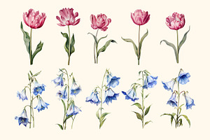 Spring Flowers. Floral Elements