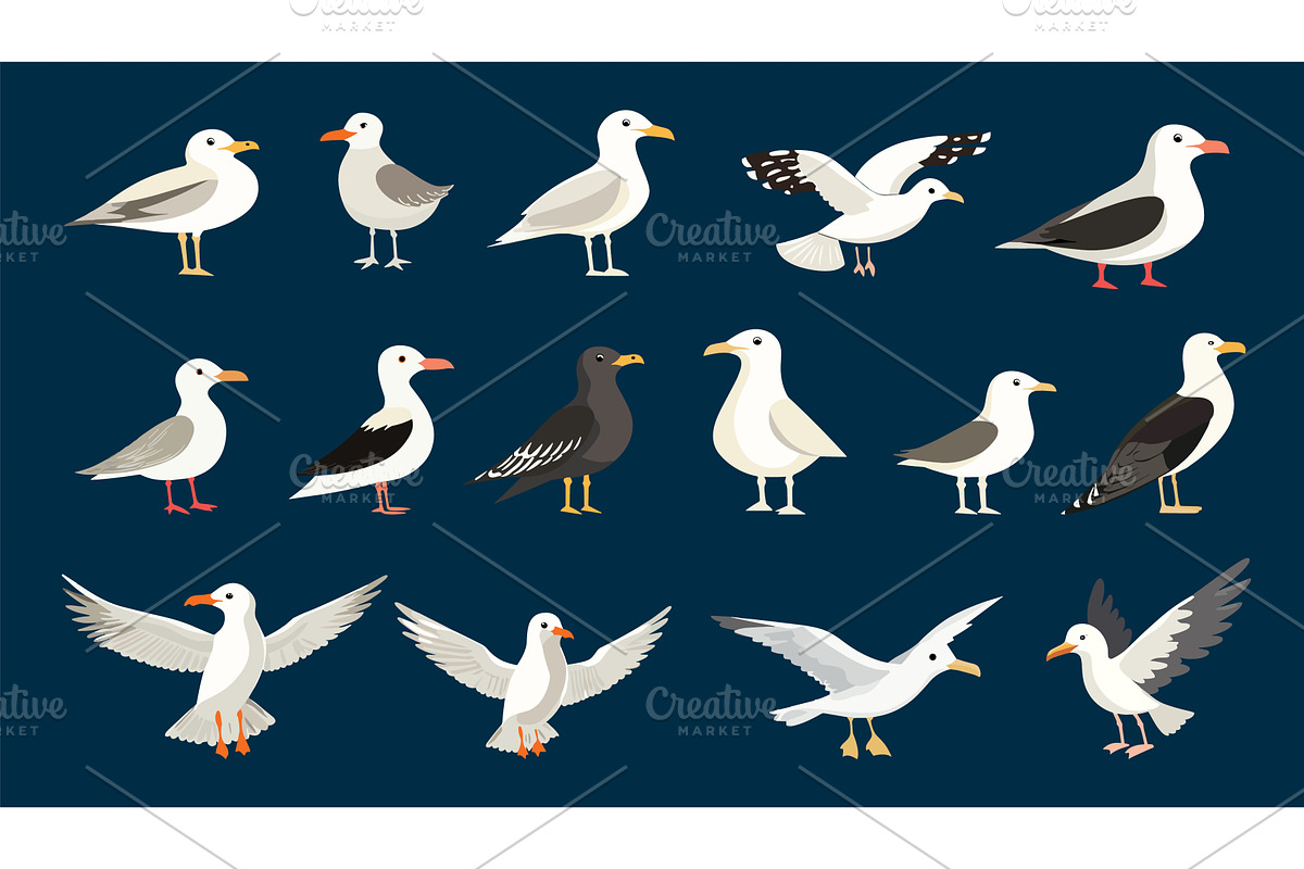 Seagull birds. Different seagulls, an Animal Illustration by Valerie Bodnar