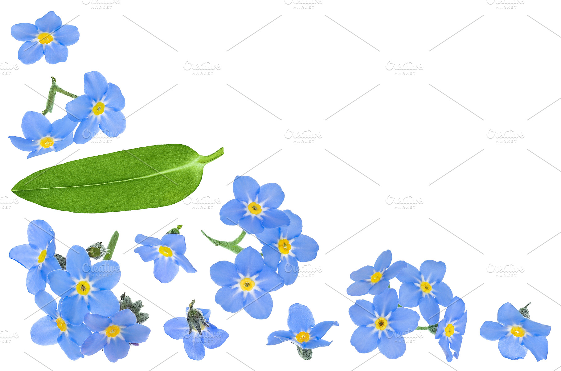 forget-me-not flowers isolated on, a Nature Photo by NataPhoto