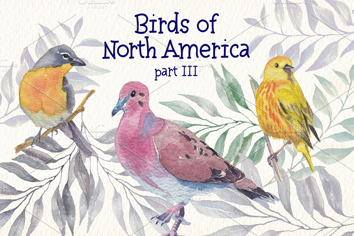 Birds of North America part 3, an Animal Illustration by Art & Things (Photo 4 of 8)