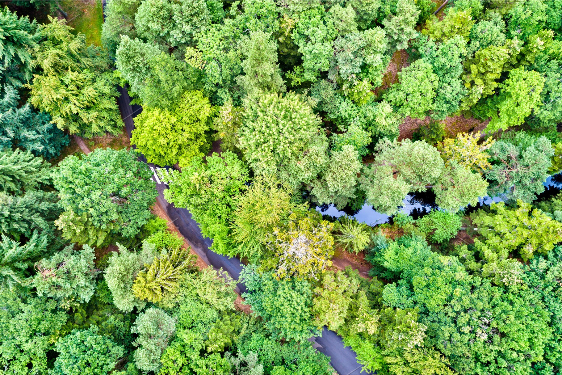 Aerial view of trees and a road in containing forest, vosges, and france, a Nature Photo by Leonid Andronov
