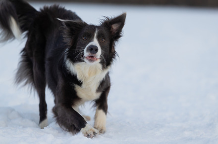 Dog border collie on a walk in winte containing outdoor, animal, and dog, an Animal Photo by oleghz