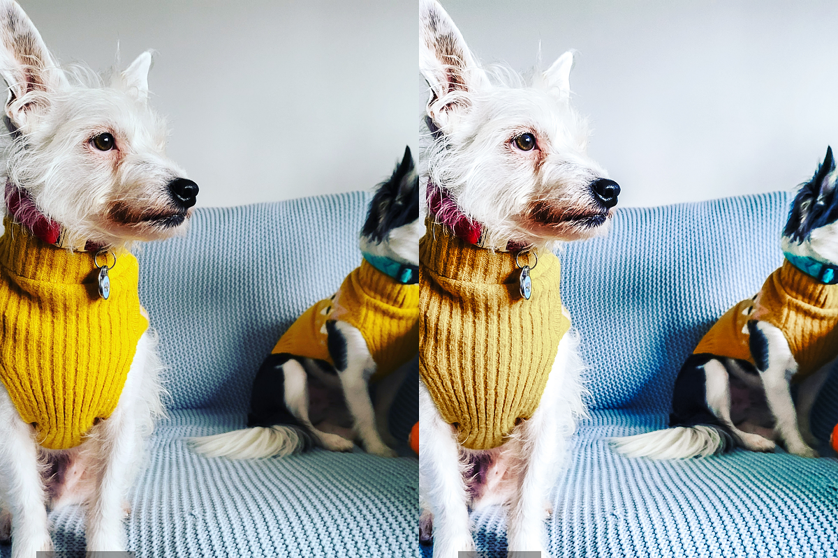 10 Pets Lightroom Presets for Mobile, a Preset Add-On by RamsaGraphi (Photo 8 of 10)