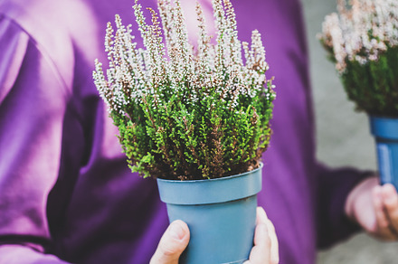 Man holding a pot with white heather, a Person Photo by Andriana Syvanych