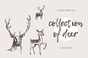 Hand drawn collection of deer, an Animal Illustration by TheMountBirdStudio (Thumbnail 1 of 6)